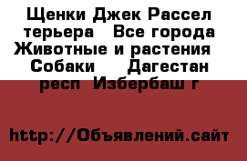 Щенки Джек Рассел терьера - Все города Животные и растения » Собаки   . Дагестан респ.,Избербаш г.